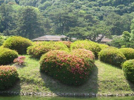 サツキツツジと見ごろの花々（2024.5.21）
