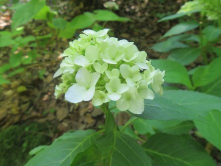 サツキツツジと見ごろの花々（2024.5.21）