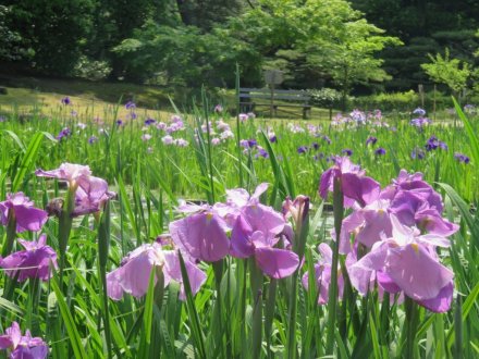 サツキツツジと見ごろの花々（2024.5.21）