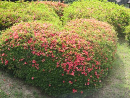 サツキツツジと見ごろの花々（2024/5/23）