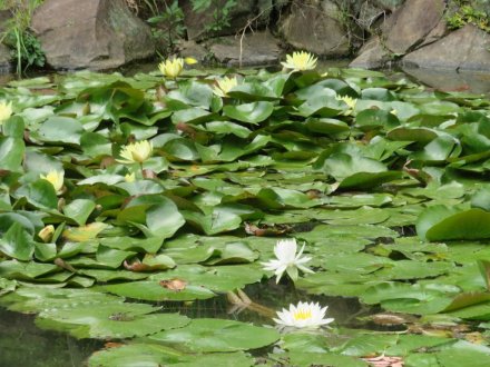 サツキツツジと見ごろの花々（2024/5/23）