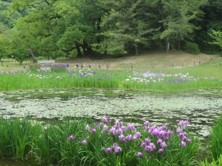 サツキツツジと見ごろの花々（2024/5/23）