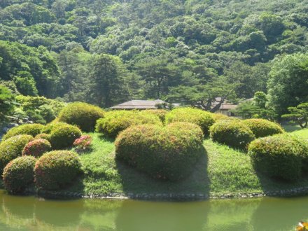 ハナショウブと見ごろの花々（2024.5.29）