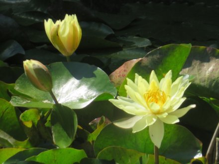 ハナショウブと見ごろの花々（2024.5.29）