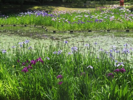 ハナショウブと見ごろの花々（2024.5.29）