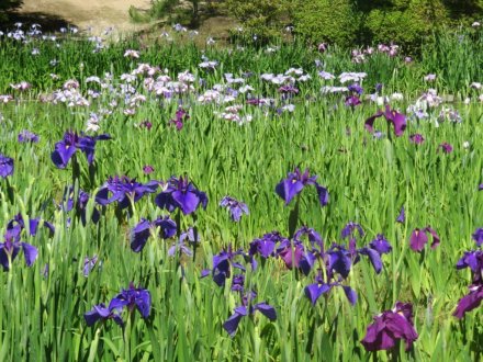 ハナショウブと見ごろの花々（2024.5.29）