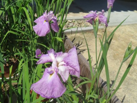 ハナショウブと見ごろの花々（2024.5.29）