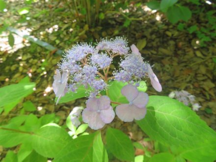 ハナショウブと見ごろの花々（2024.5.29）