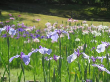 花しょうぶと見ごろの花々（2024.6.3）