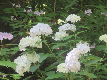 花しょうぶと見ごろの花々（2024.6.3）