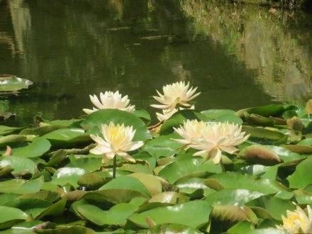 花しょうぶと見ごろの花々（2024.6.3）