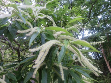 花しょうぶと見ごろの花々（2024.6.3）
