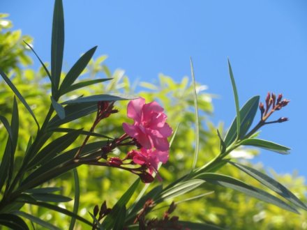 花しょうぶと見ごろの花々（2024.6.3）