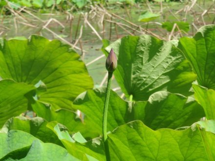 花しょうぶと見ごろの花々（2024.6.3）