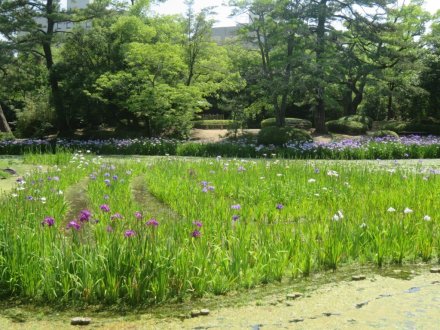 花しょうぶと見ごろの花々（2024.6.13）