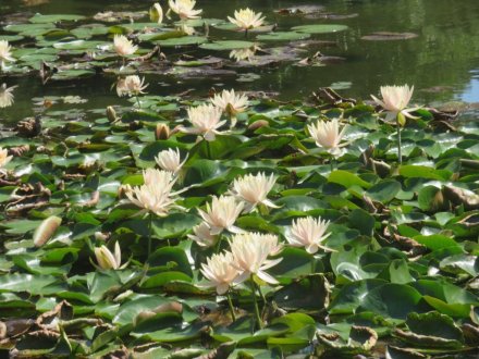 花しょうぶと見ごろの花々（2024.6.13）