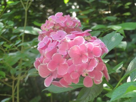 花しょうぶと見ごろの花々（2024.6.13）