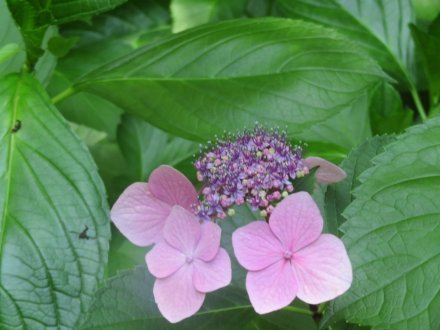 花しょうぶと見ごろの花々（2024.6.13）