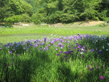 花しょうぶと見ごろの花々（2024.6.14）