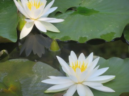 花しょうぶと見ごろの花々（2024.6.14）