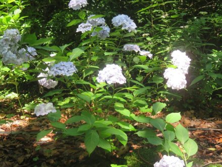 花しょうぶと見ごろの花々（2024.6.14）