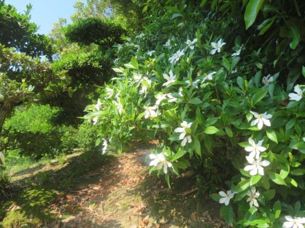 花しょうぶと見ごろの花々（2024.6.14）