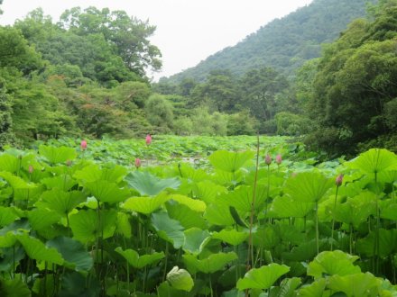 ハスの様子と見ごろの花々（2024.6.20）