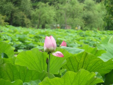 ハスの様子と見ごろの花々（2024.6.20）