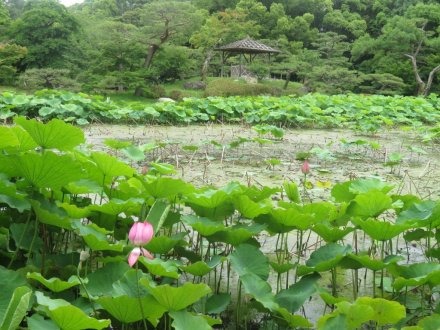 ハスの様子と見ごろの花々（2024.6.20）