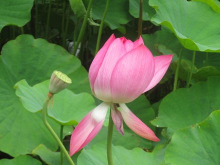 ハスの様子と見ごろの花々（2024.6.20）
