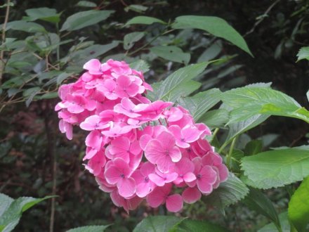 ハスの様子と見ごろの花々（2024.6.20）