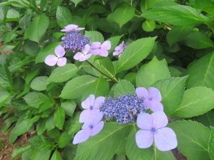 ハスの様子と見ごろの花々（2024.6.20）