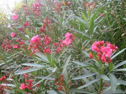 ハスの様子と見ごろの花々（2024.6.20）