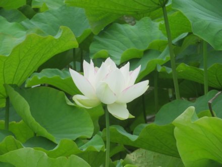 ハスの様子と見ごろの花々（2024.6.24）