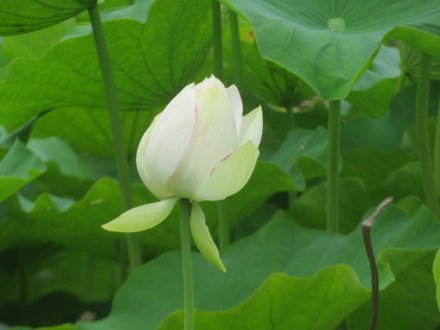 ハスの様子と見ごろの花々（2024.6.24）
