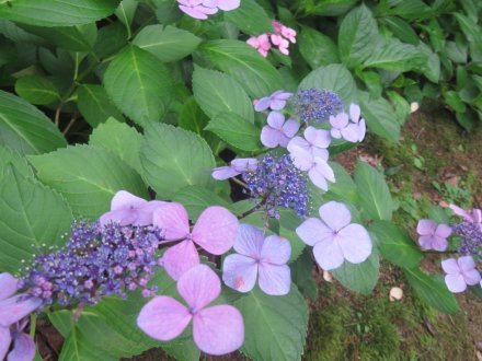 ハスの様子と見ごろの花々（2024.6.24）