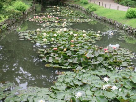 ハスの様子と見ごろの花々（2024.6.24）