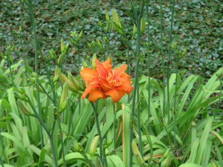 ハスの様子と見ごろの花々（2024.6.24）