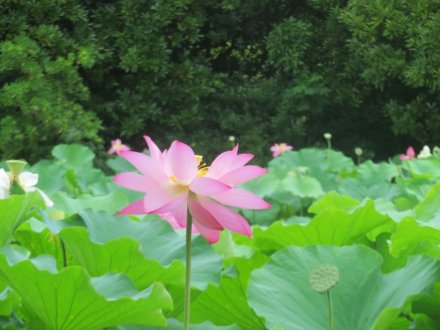 ハスの様子と見ごろの花々（2024.7.11）