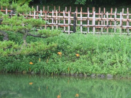 ハスの様子と見ごろの花々（2024.7.11）