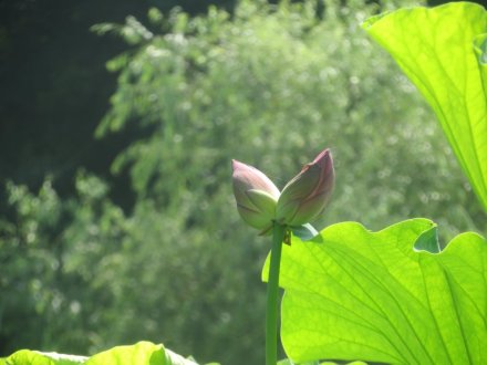 双頭蓮の様子と見ごろの花々（2024.7.18）