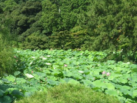 双頭蓮の様子と見ごろの花々（2024.7.18）