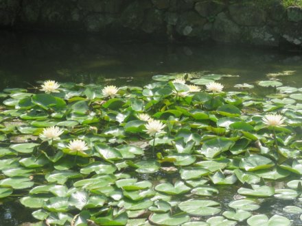 双頭蓮の様子と見ごろの花々（2024.7.18）