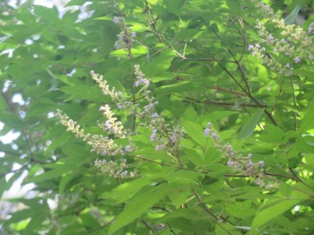 双頭蓮の様子と見ごろの花々（2024.7.18）