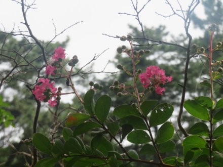 双頭蓮の様子と見ごろの花々（2024.7.18）