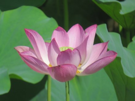 ハスの様子と見ごろの花々（2024.7.23）