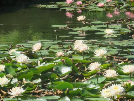 ハスの様子と見ごろの花々（2024.7.23）