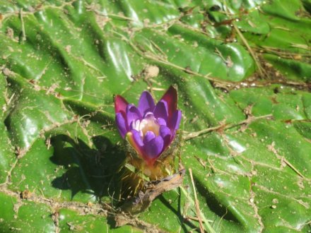 ハスの様子と見ごろの花々（2024.7.23）