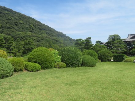 ハスの様子と見ごろの花々（2024.7.23）
