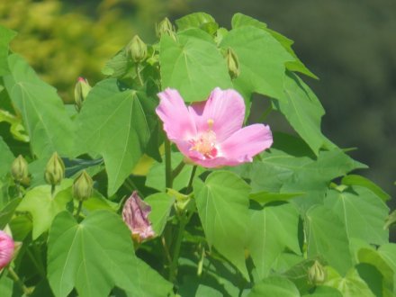 ハスの様子と見ごろの花々（2024.7.23）